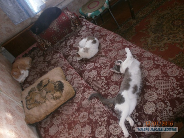 Жизнь домашнего приюта для котеек 96