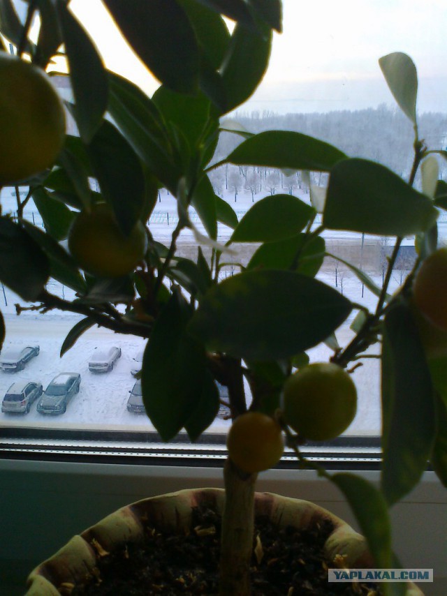 14 идей, что подарить девушке на 8 Марта