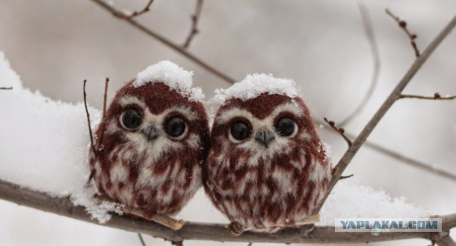 Слепая кошка с завораживающими глазами