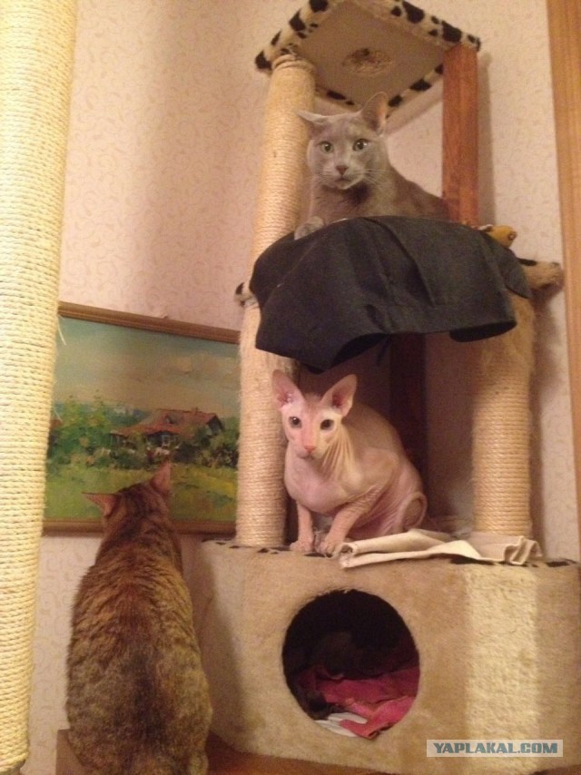 Кото-вторник 24 Мая 2016го :)