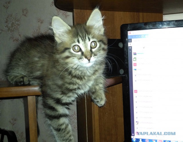 Котовторник 07.06.2016