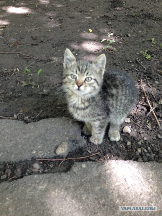 Ваши фотки котов на телефон