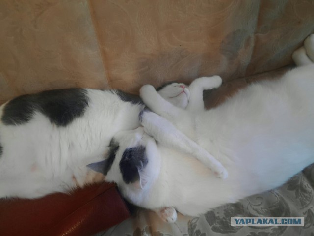 Когда два кота