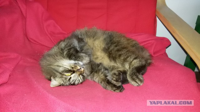 Котейки пост