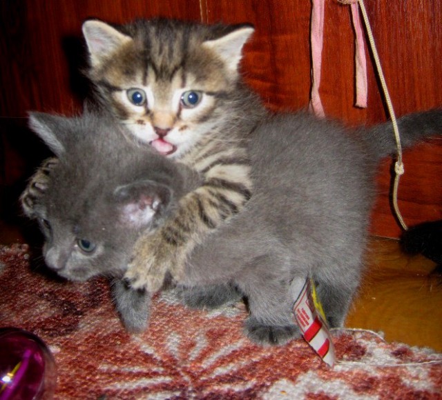 Коты из сети