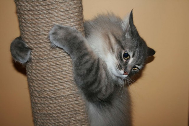 Коты из сети