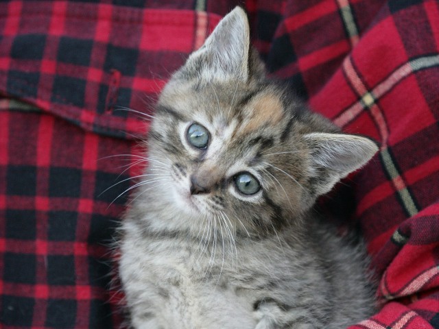 Коты и Кошки