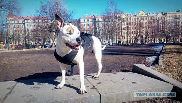 Какая я дура или... Какая я Дура.