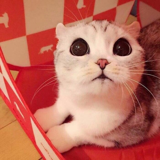 Коты и Кошки