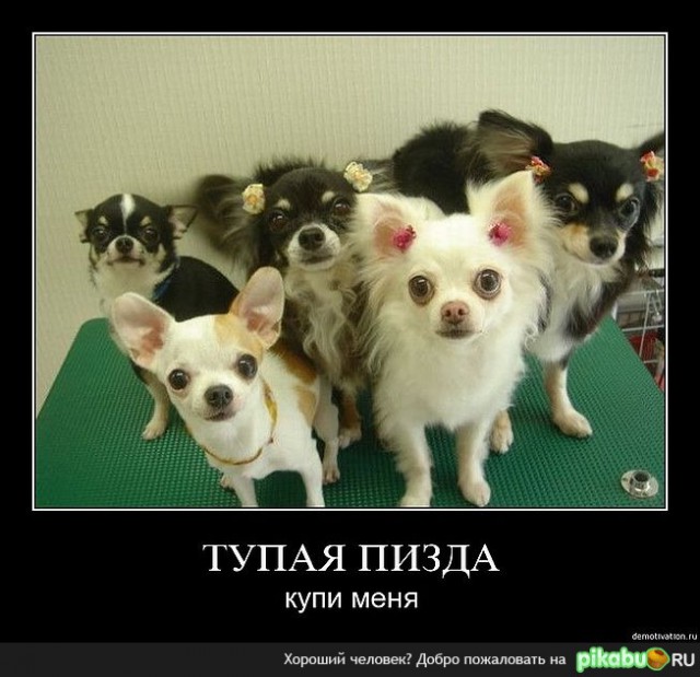 В Ульяновске 14-летнюю "маленькую мисс Россия" изнасиловали морковью на вписке