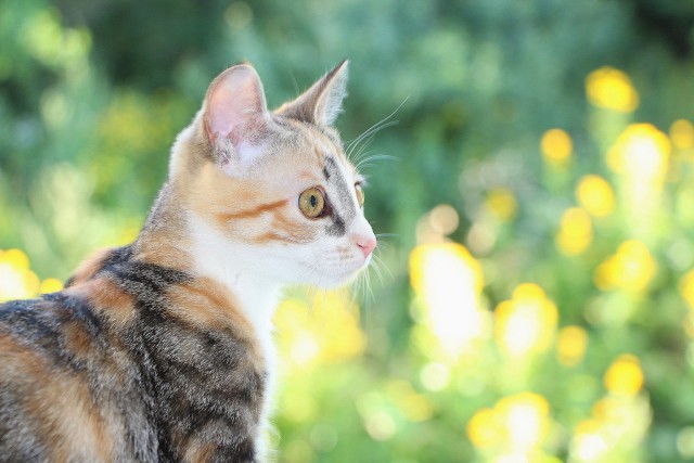 Котовторник 29.08.2017