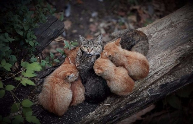 Коты и Кошки
