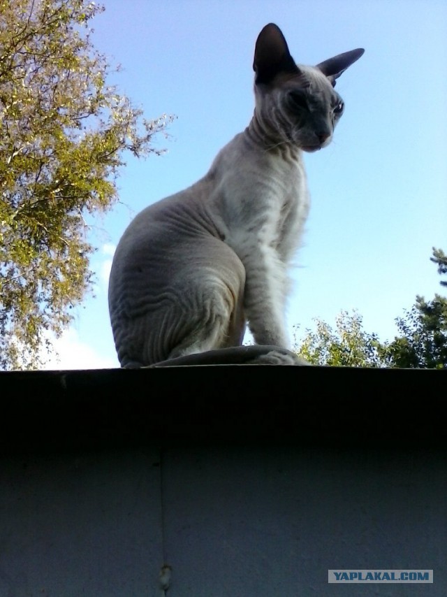 Котята моей кошки (коротенькое видео).