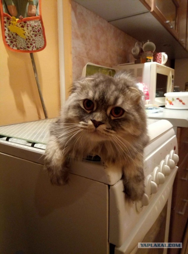 Котовторник