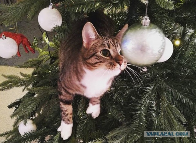 Фотографии кошек на новогодних елках начинают заполнять интернет