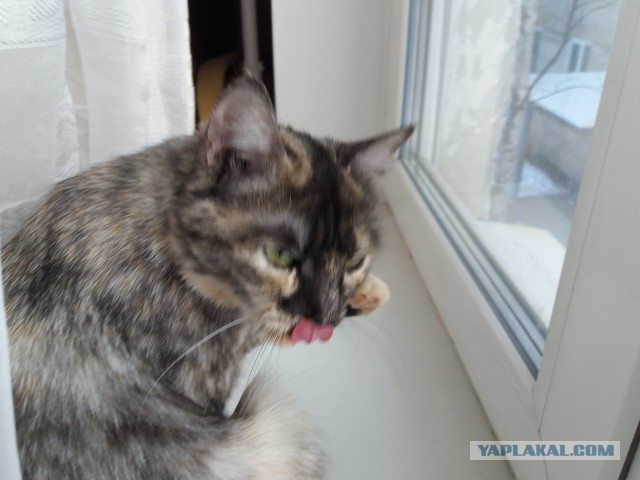 Котовторник 9.01.2018