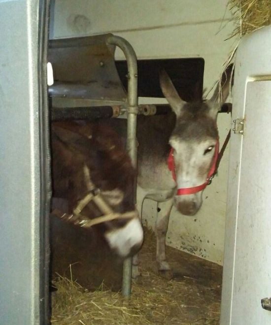 Спасение осликов, ставших ненужными Московскому зоопарку