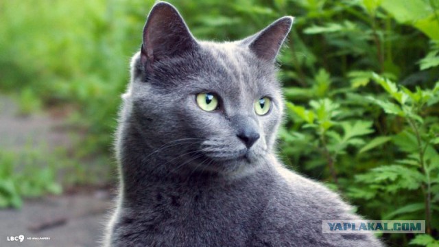 Хозяева вышвырнули кота на улицу, потому что у ребенка была аллергия