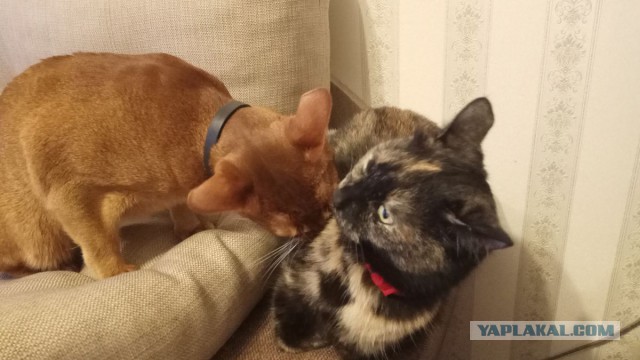 Котовторник