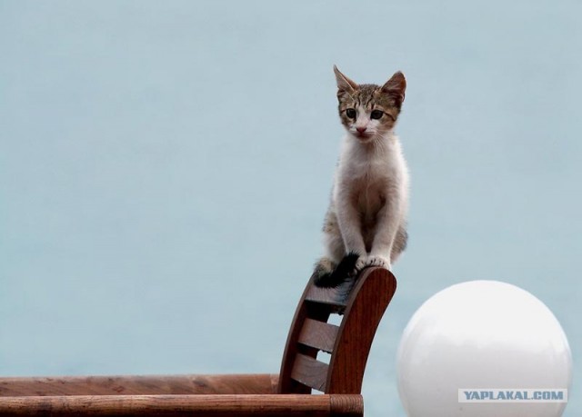 Уррааа! Котовторник на ЯПлакалъ!