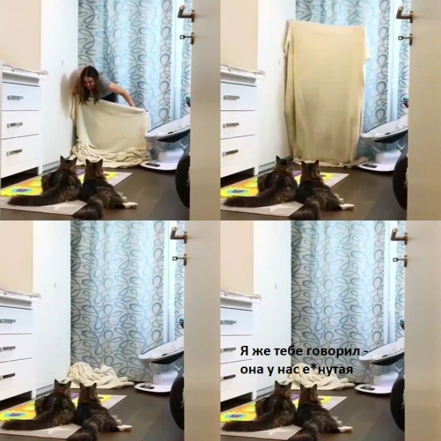 Прикольных котов пост