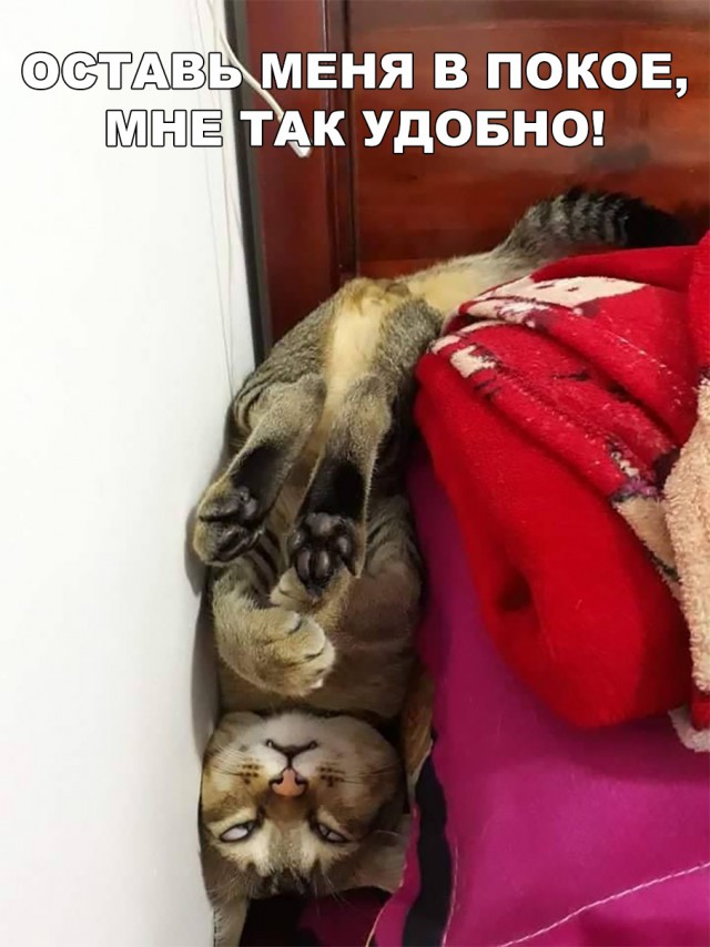 Немного милоты