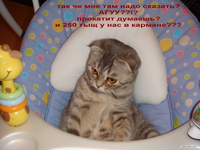 Котовторник на 07.07.2009