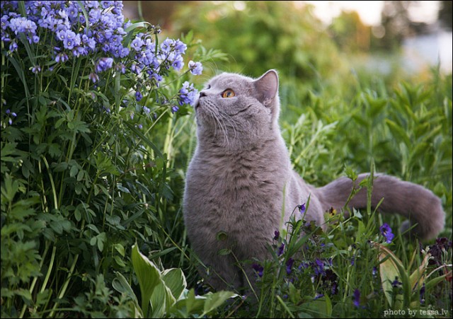 Котовторник на 6 июля