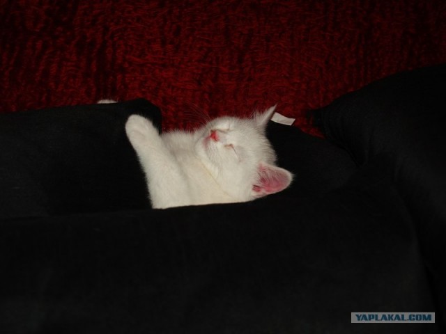 Котовторник 4.01.2011 - первый котовторник года