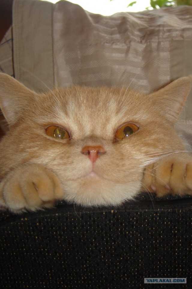 Коты, кошки и котята