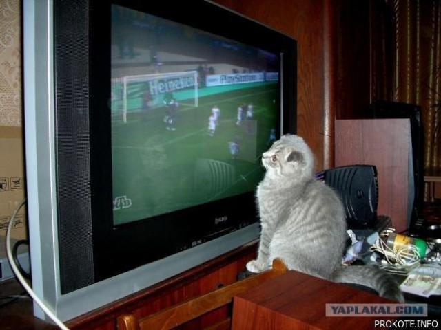 Котовторник
