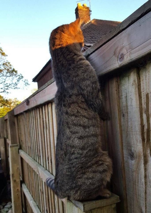Немного милоты