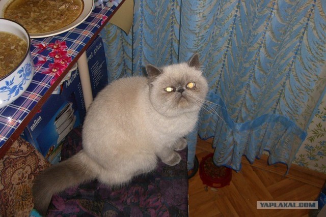 Котовторник на середину июня