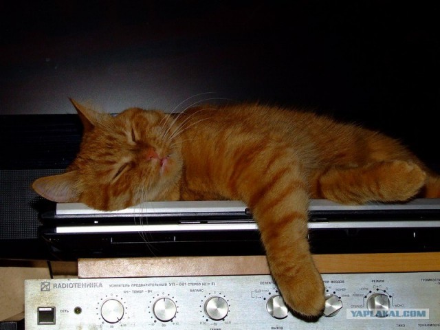 Котовторник 1.11.11