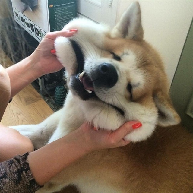 Живность из сети