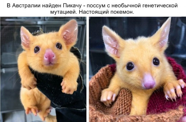 Нестандартный юмор