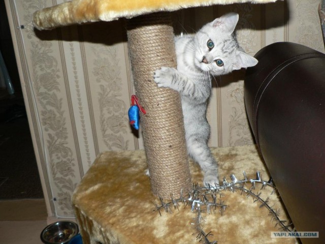 Котовторник (24. 01. 2012 )