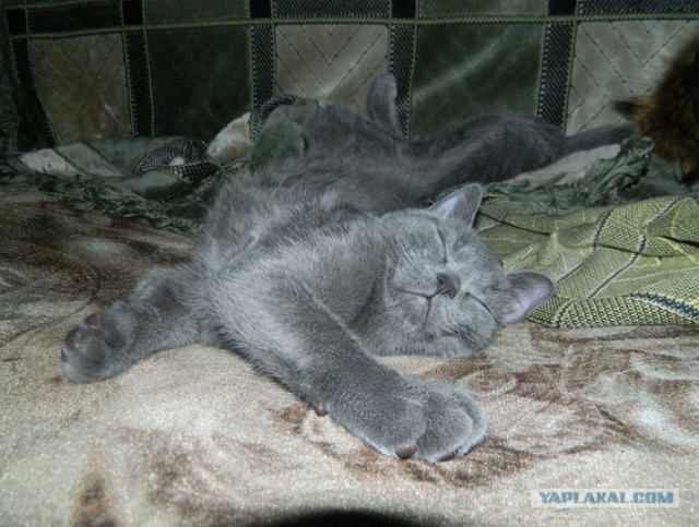 КОТОВТОРНИК (6.03.2012)
