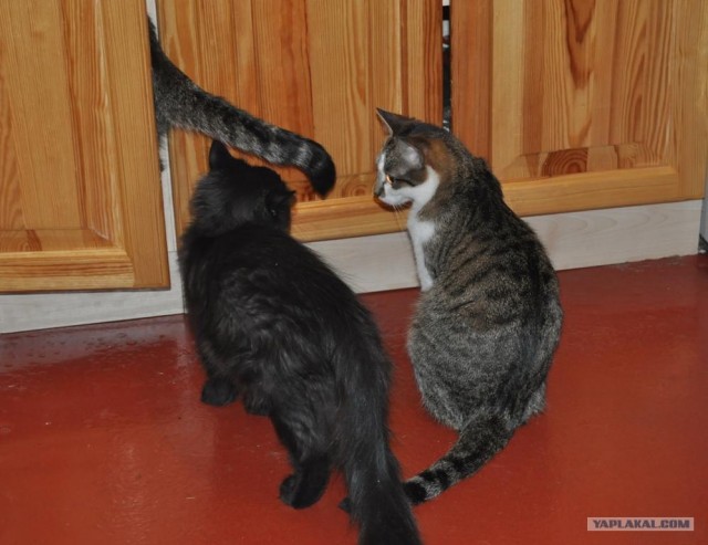 Котовторник 22.05.2012