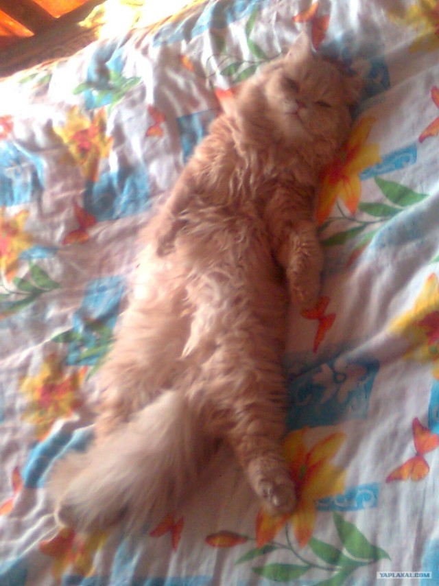 Котовторник  4.09.12