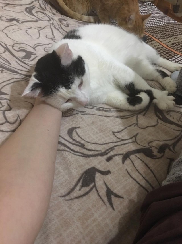 Забавные фото котеек