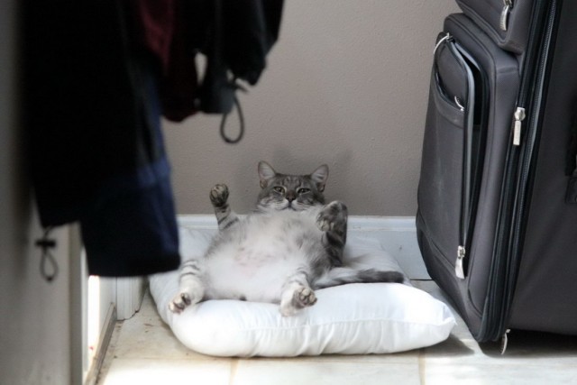 Котовторник однако