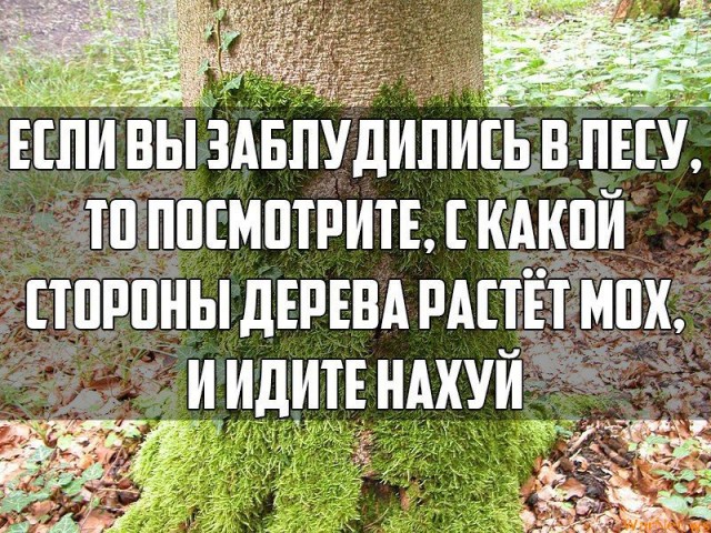6 мифов о выживании, которые могут стоить вам жизни