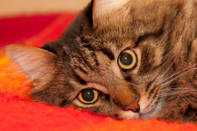 Живность из сети