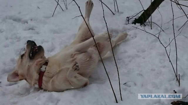 Собакочетверг. Нам сегодня 7 лет!