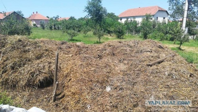 Сотни индусов выпили коровьей мочи для профилактики коронавируса