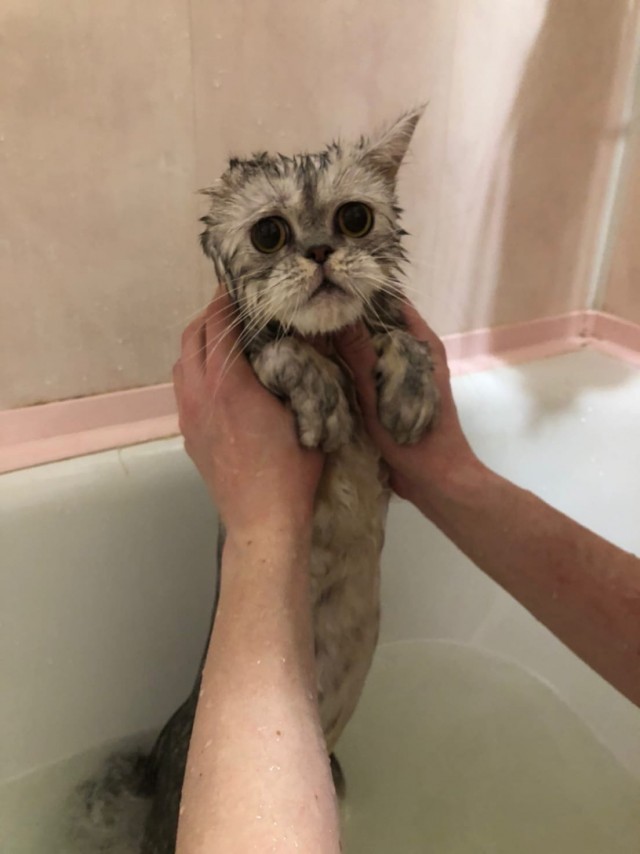 Коты из сети
