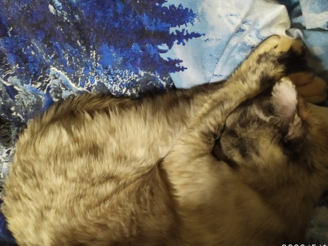 Коты, которые спят где попало и как попало