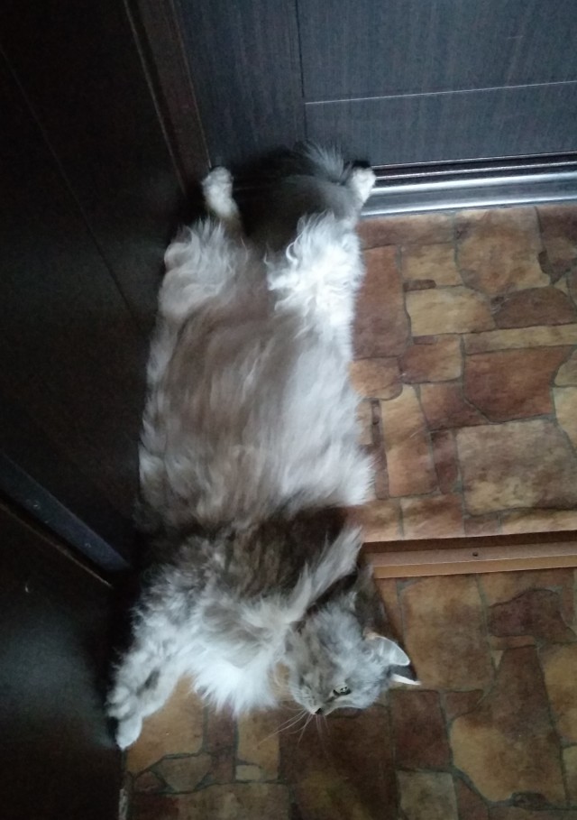 Котовторник