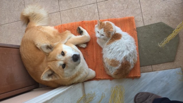 Доброты и милоты вам в ленту